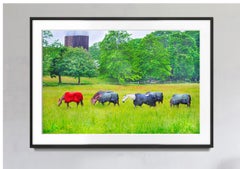 Horses in the Rain, East Hampton