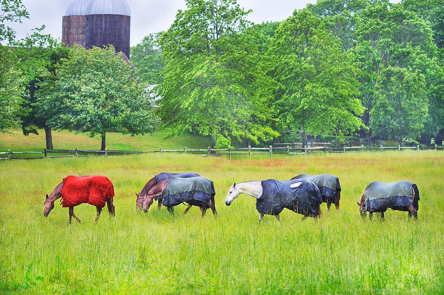 Mitchell Funk Landscape Photograph - Horses in the Rain, East Hampton - Neutral palette
