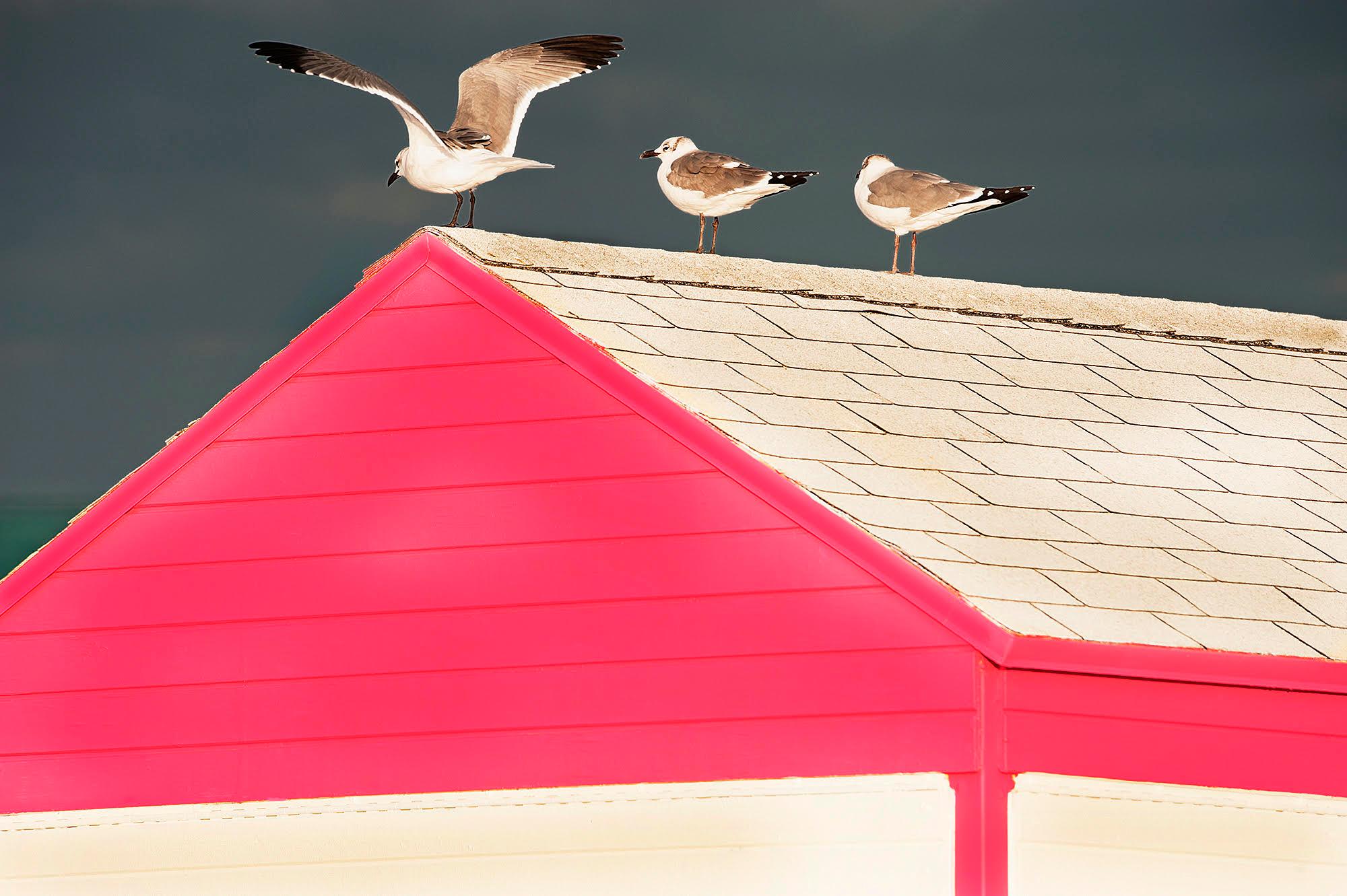Mitchell Funk Abstract Photograph - Joyful Birds on Roof of a Pink, Summer Beach House East Hampton, Abstract Photo