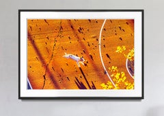 Jumping Dog in Goldenem Licht