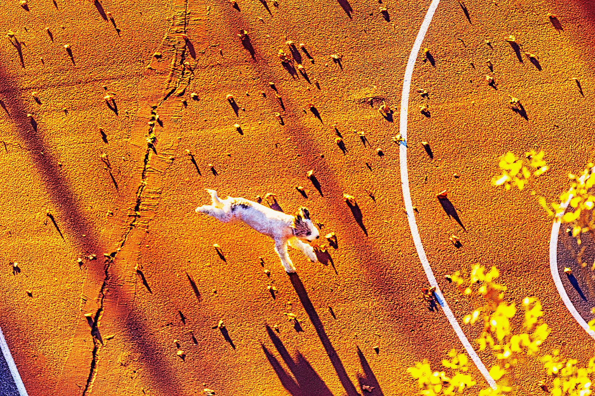 Color Photograph Mitchell Funk - Dog Jumping in Golden Light 