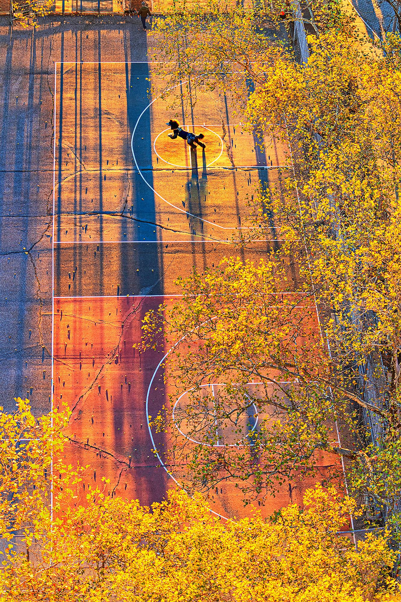 Jumping Poodle Dog in Golden Amber Morning Light 