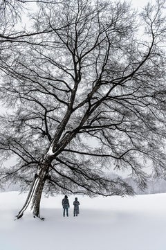 Leafless Tree Monochromatic Winter Snow Scene in Central Park in Warm Greys