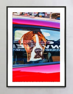 Ein einsam aussehender Hund mit weitem Auge in einem Autofenster