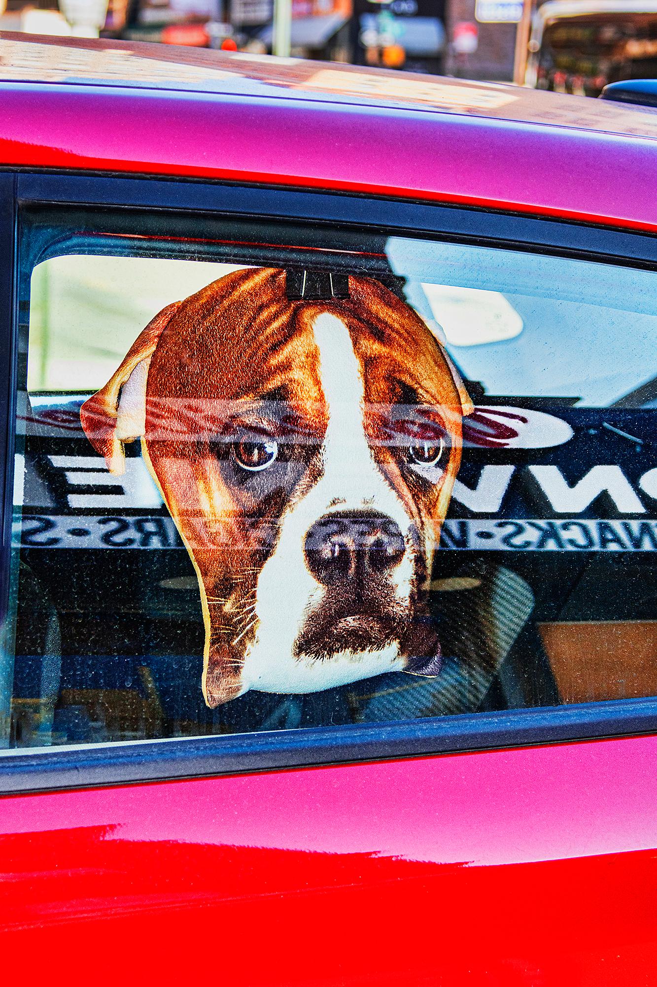 Mitchell Funk Color Photograph – Ein einsam aussehender Hund mit weitem Auge in einem Autofenster