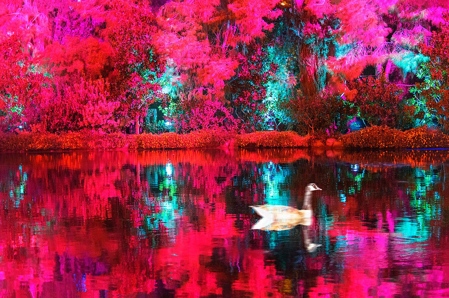 Mitchell Funk Landscape Photograph - Marbled Duck on a Dreamy Vermillion Pond