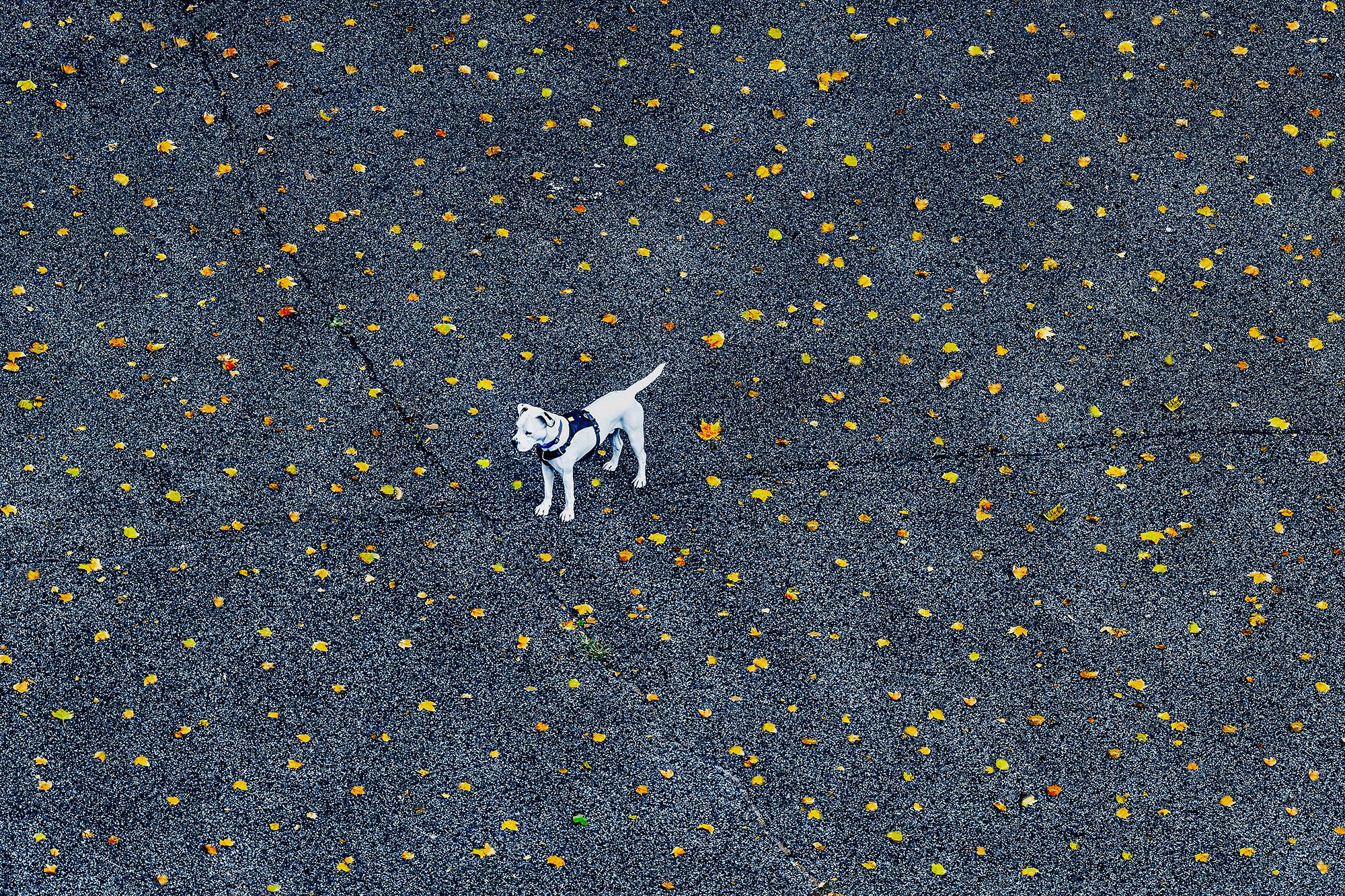 Mitchell Funk Landscape Photograph – Manhattan, Weißer Hund unter herbstlichen Blättern,  Minimalismus
