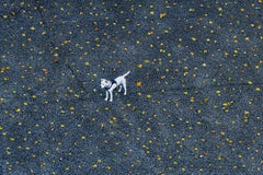 Manhattan White Dog among Autumn Leaves ,  Minimalism