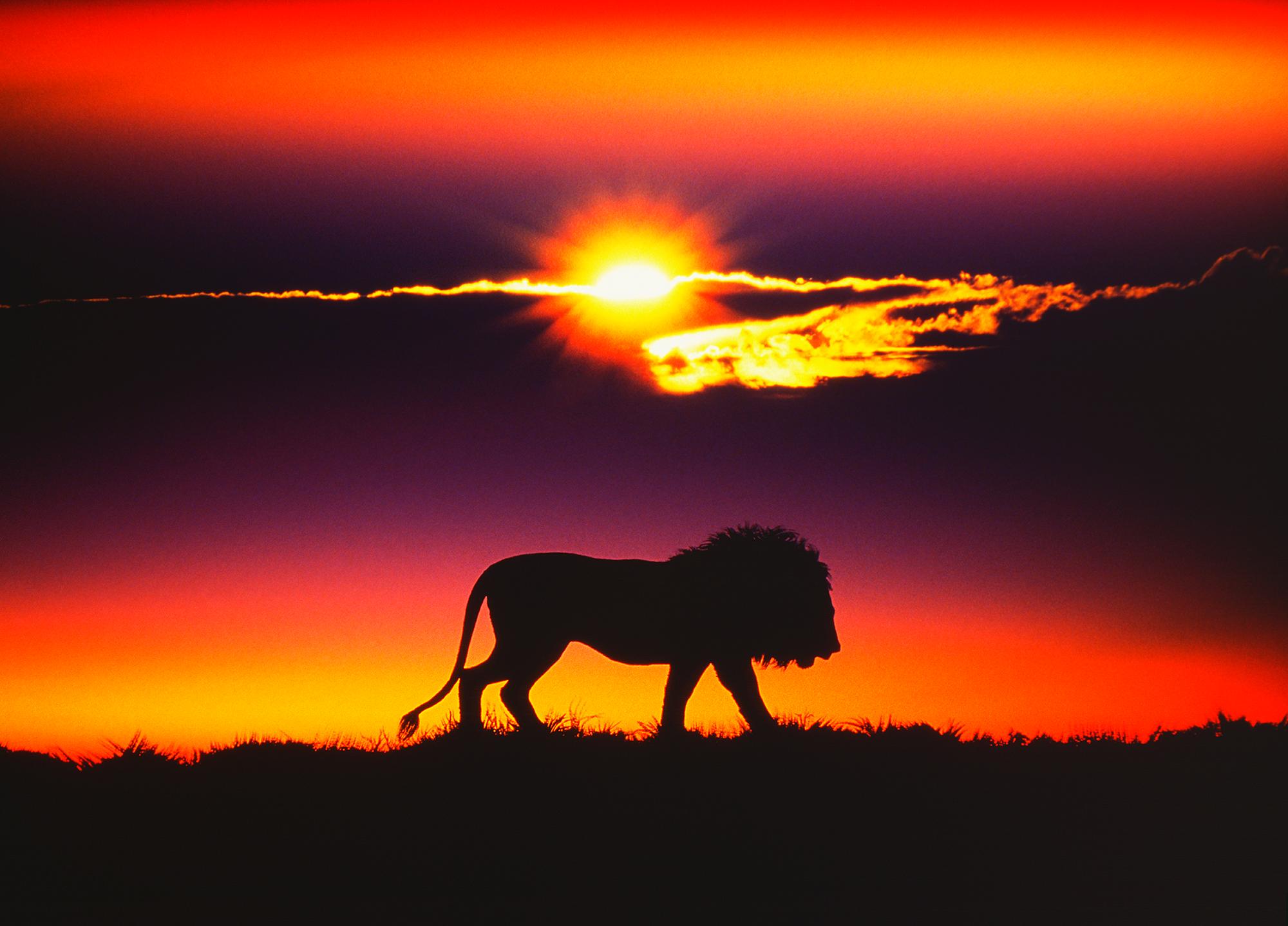 Silhouette de lion noble  « at Sunset », photographie d'animaux de Mitchell Funk