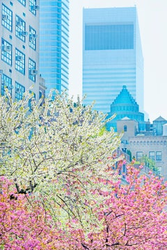 Park Avenue mit  Pastellfarbene Pastellfarben im Frühlingslicht