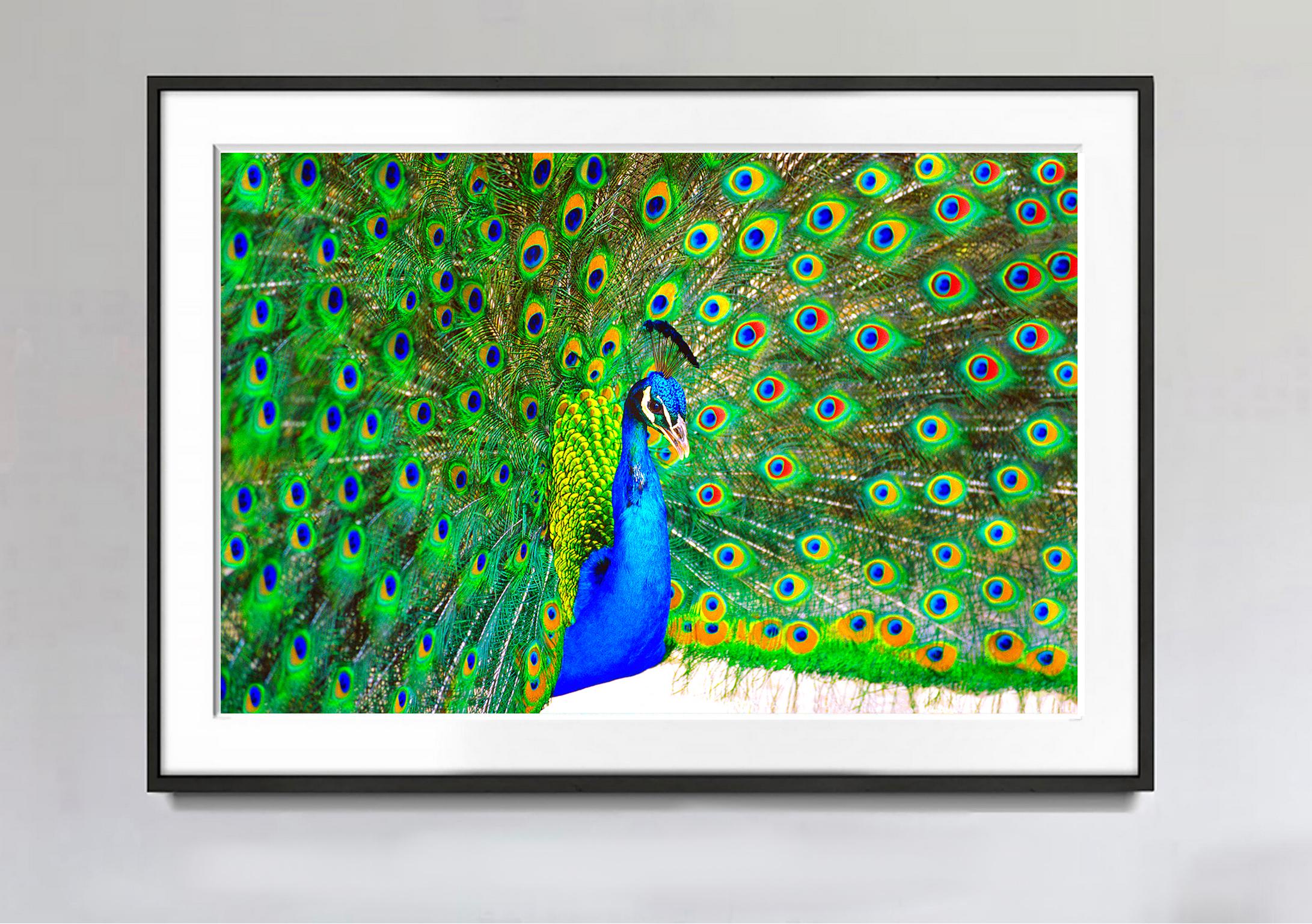 Peacock Displaying Blue and Green Plumage - Photograph by Mitchell Funk