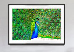 Peacock Displaying Blue and Green Plumage