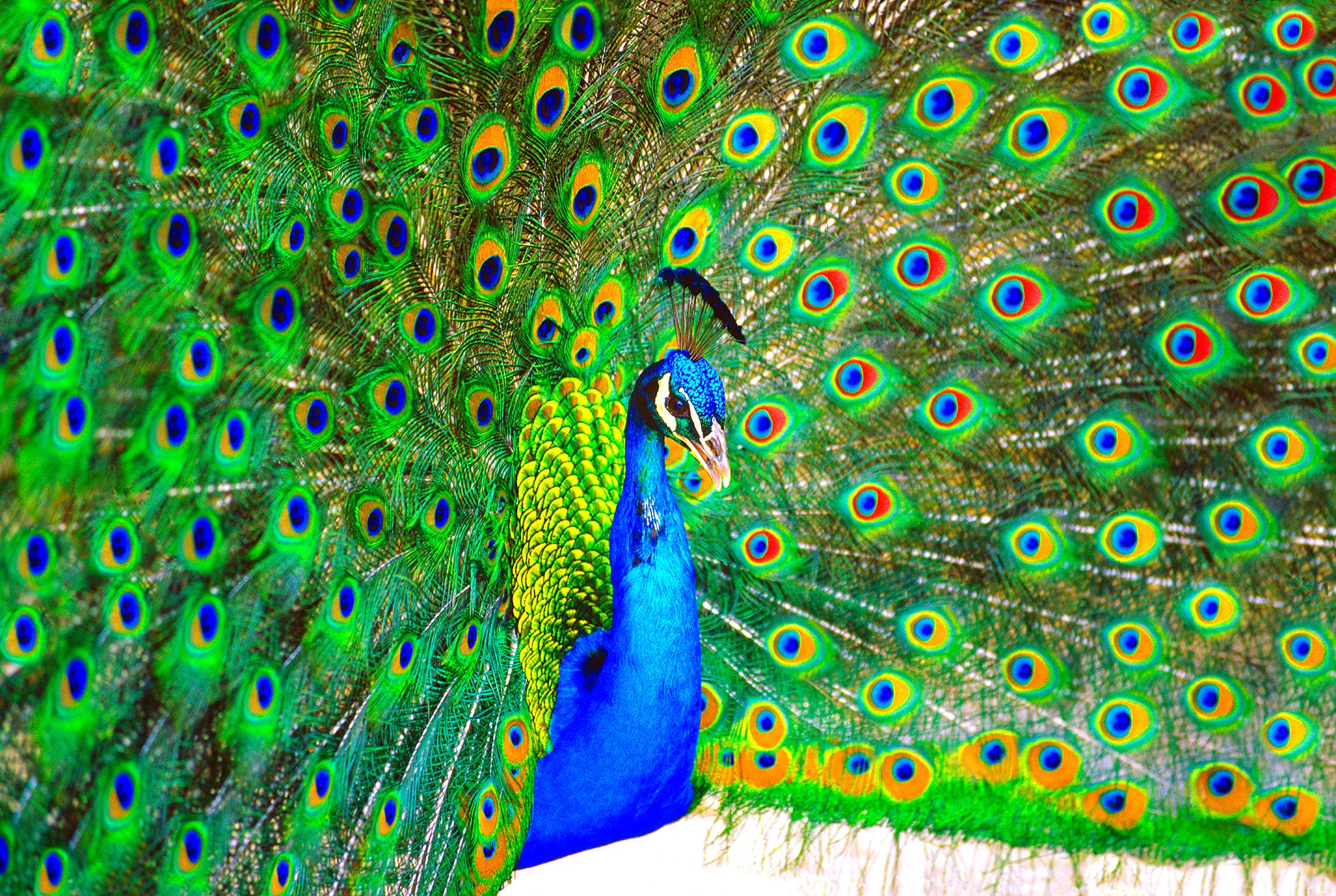 Mitchell Funk Abstract Photograph - Peacock Displaying Blue and Green Plumage