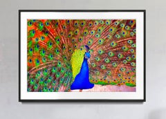 Peacock with Orange Eye Feathers Spiritual Healing