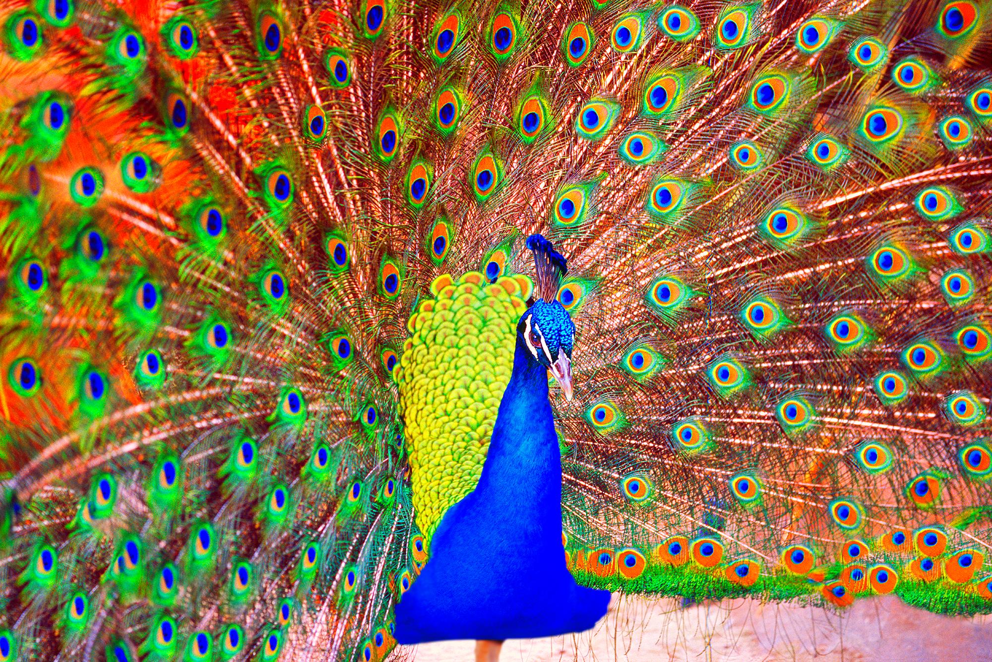 Peacock with Orange Eye Feathers Spiritual Healing