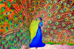 Pfau mit orangefarbenen Augenfedern Spiritual Healing