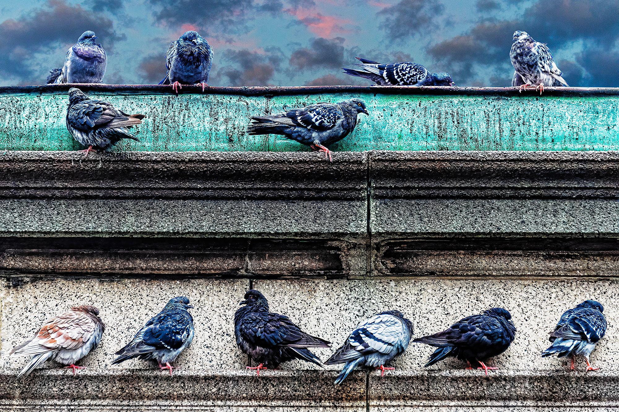 Mitchell Funk Color Photograph – Posing-Tauben.  Manhattan in neutralen Farben Grau und Grau mit Vögeln 