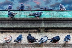 Poser des pigeons.  Manhattan aux couleurs neutres - Oiseaux gris et gris 