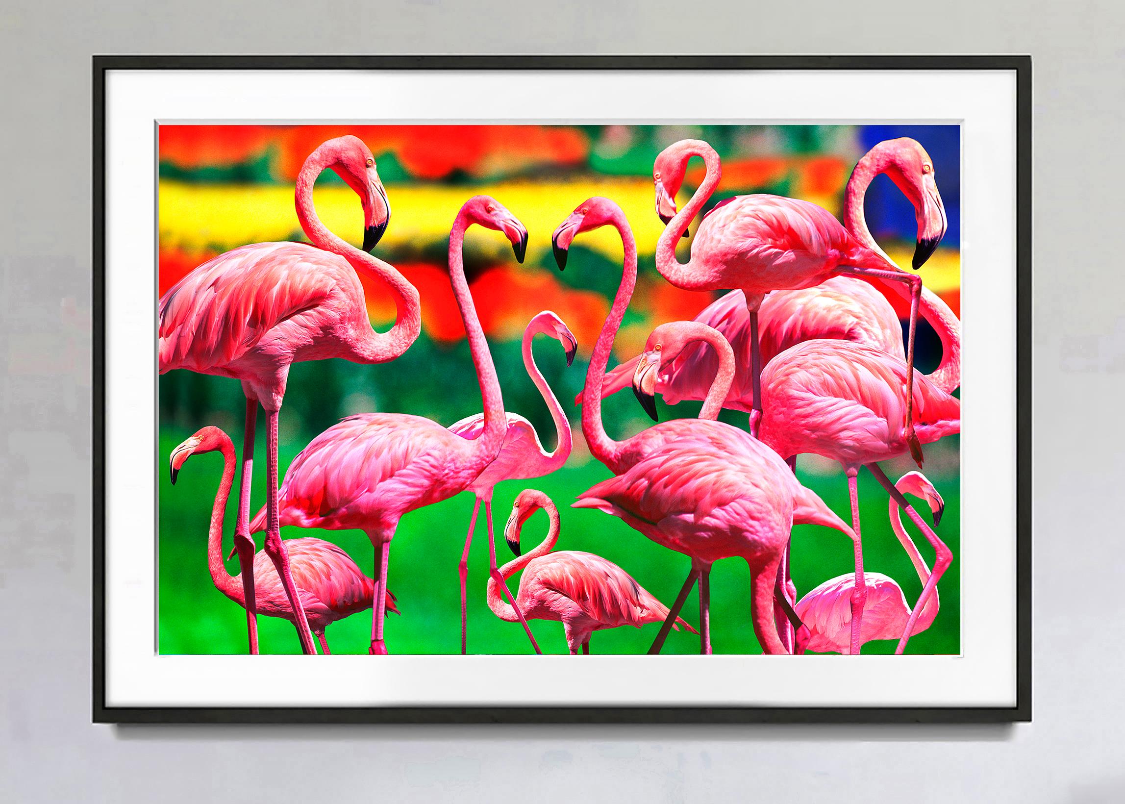 Flamingos-Gemeinschaft mit farbenfrohem Hintergrund – Photograph von Mitchell Funk