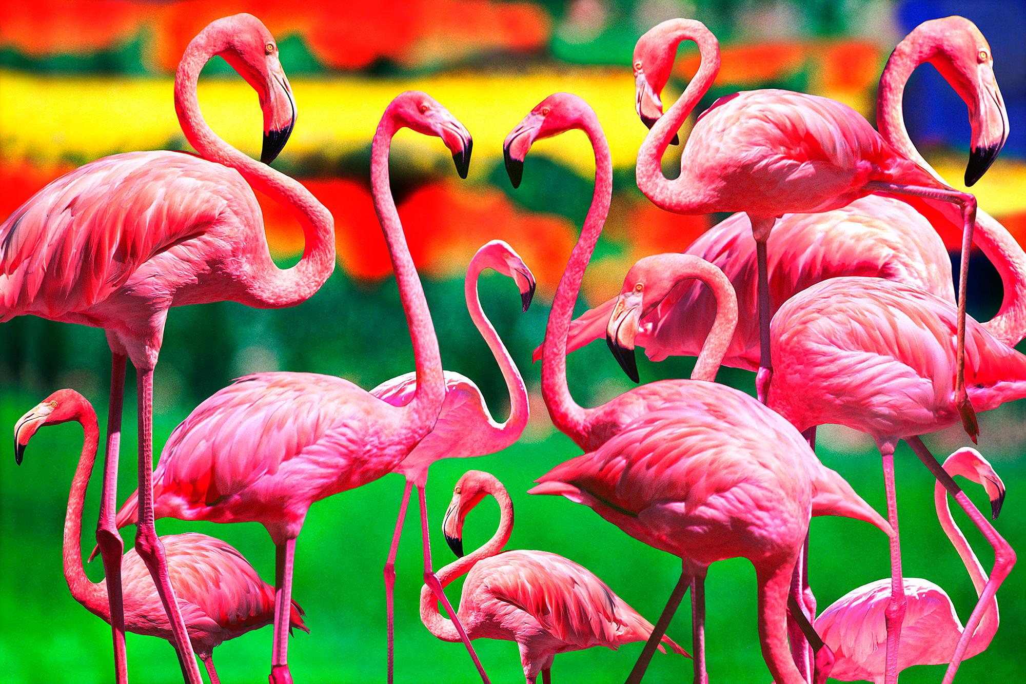 Mitchell Funk Abstract Photograph – Flamingos-Gemeinschaft mit farbenfrohem Hintergrund