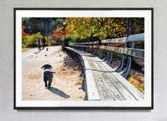 Il punto di vista di un cane a Central Park in una mattina d'autunno, stampa artistica a colori