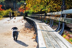 Il punto di vista di un cane a Central Park in una mattina d'autunno, stampa artistica a colori