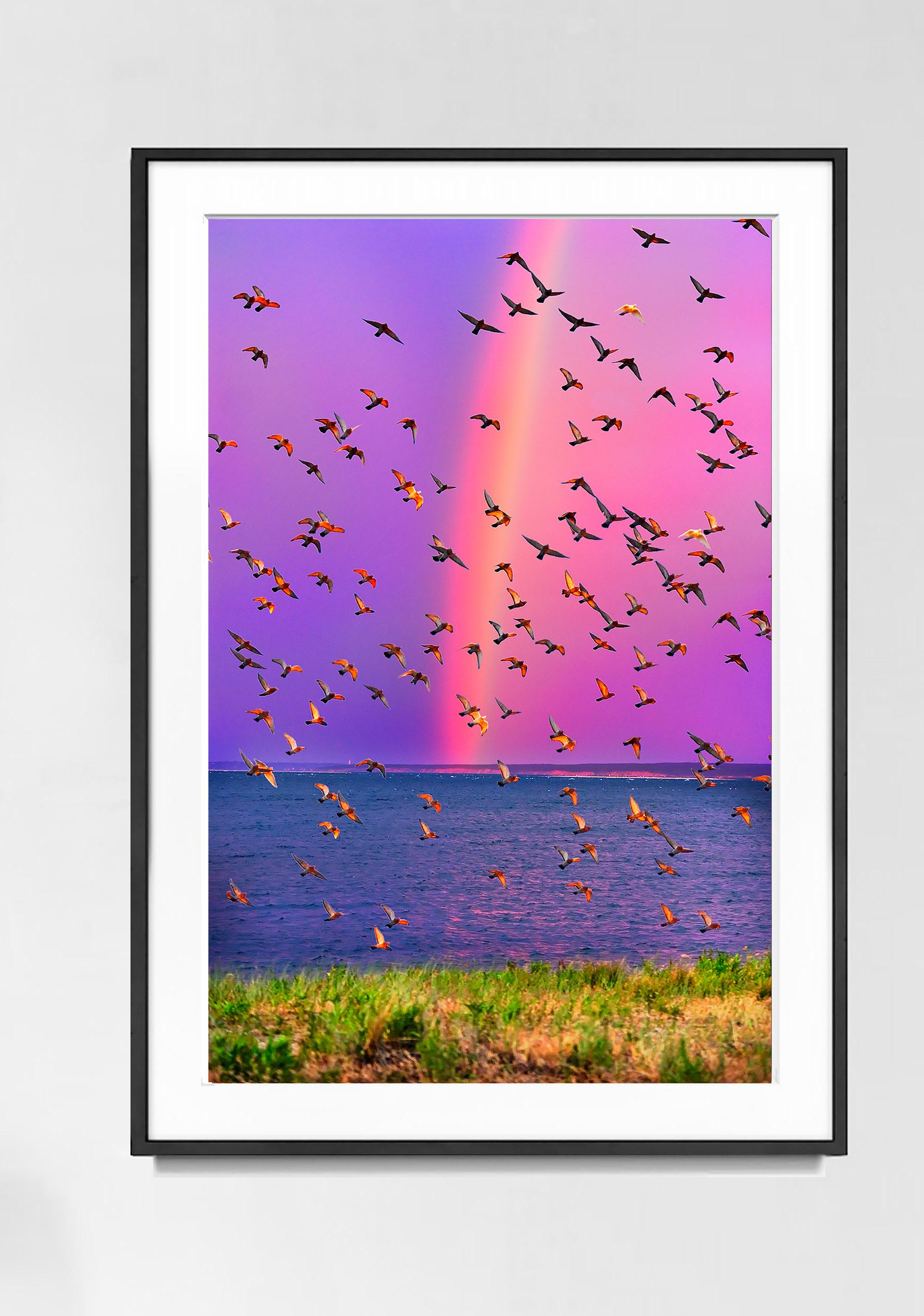 Rainbow in East Hampton with a Celebrating Flock of Birds  - Magenta Sky - Photograph by Mitchell Funk