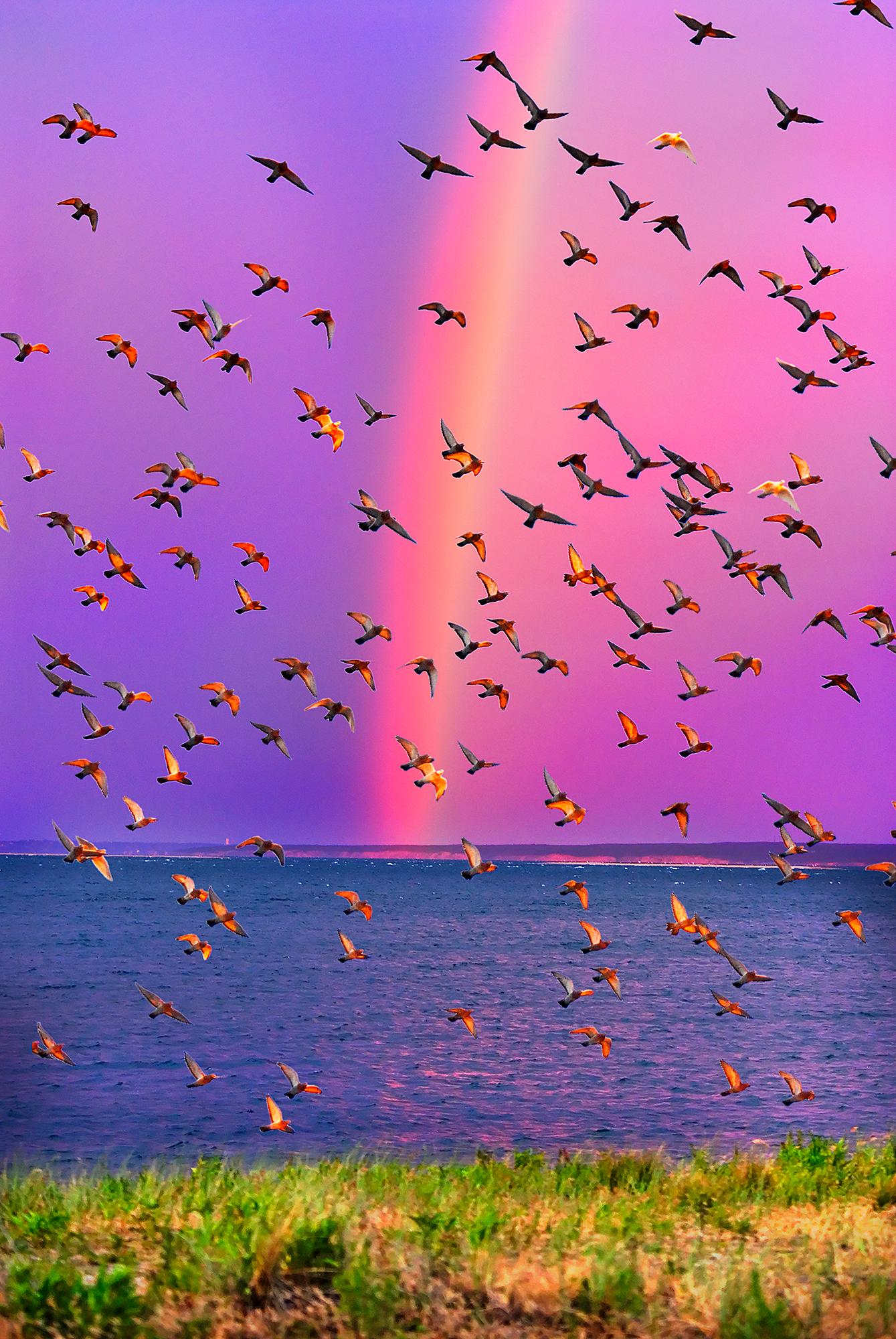 Mitchell Funk Abstract Photograph - Rainbow in East Hampton with a Celebrating Flock of Birds  - Magenta Sky