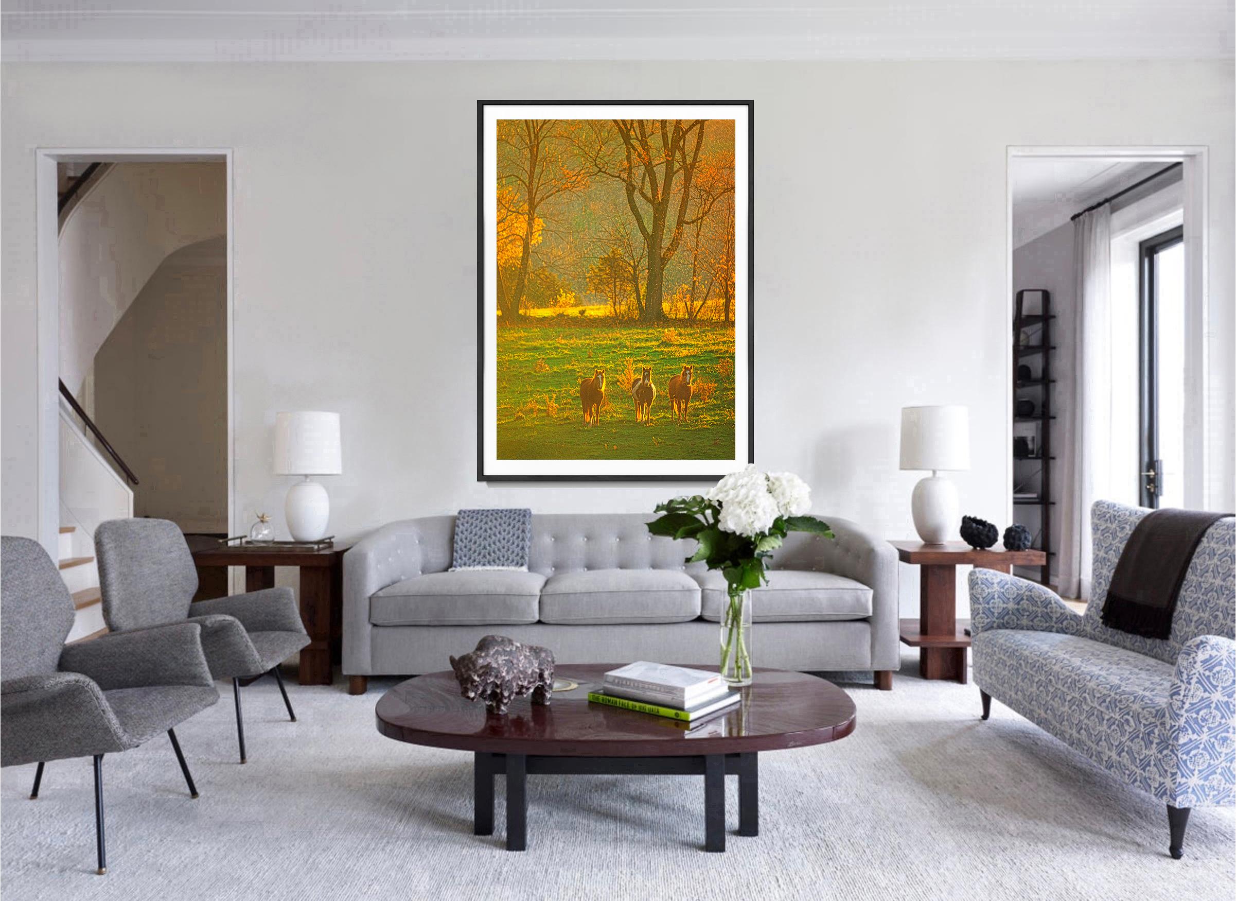 Pioggia con sole: Tre cavalli sotto la pioggia d'autunno e la luce dorata a New York - Photograph di Mitchell Funk