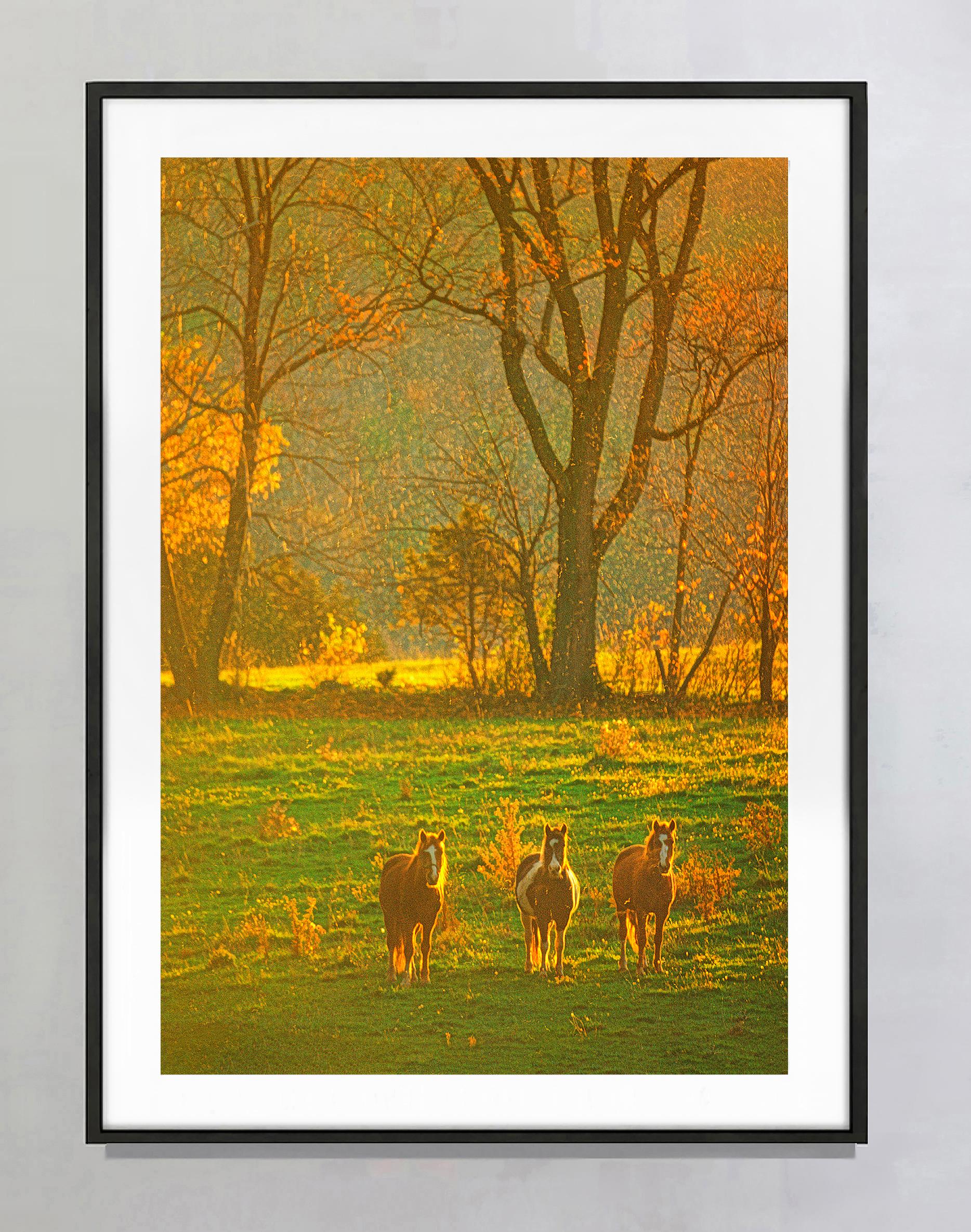 Pioggia con sole: Tre cavalli sotto la pioggia d'autunno e la luce dorata a New York - Photograph Impressionismo di Mitchell Funk