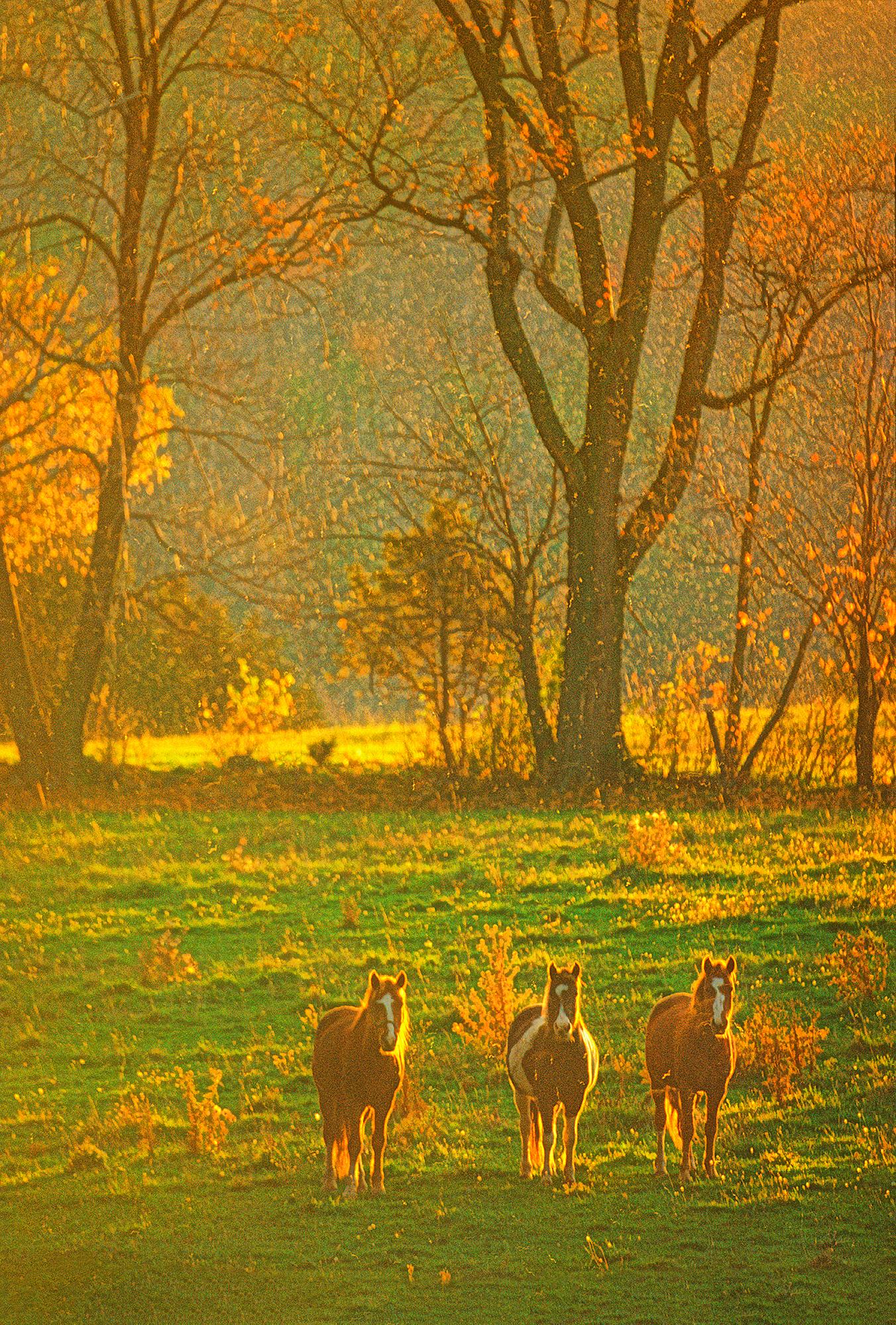 Raining with Sunshine: Three Horses in Autumn Rain und Golden Light in New York