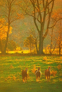 Raining with Sunshine: Three Horses in Autumn Rain und Golden Light in New York