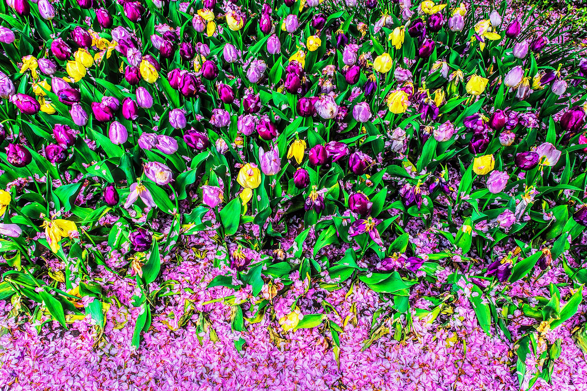 Mitchell Funk Color Photograph - Red and Purple Tulips Flowers abstraction in Central Park