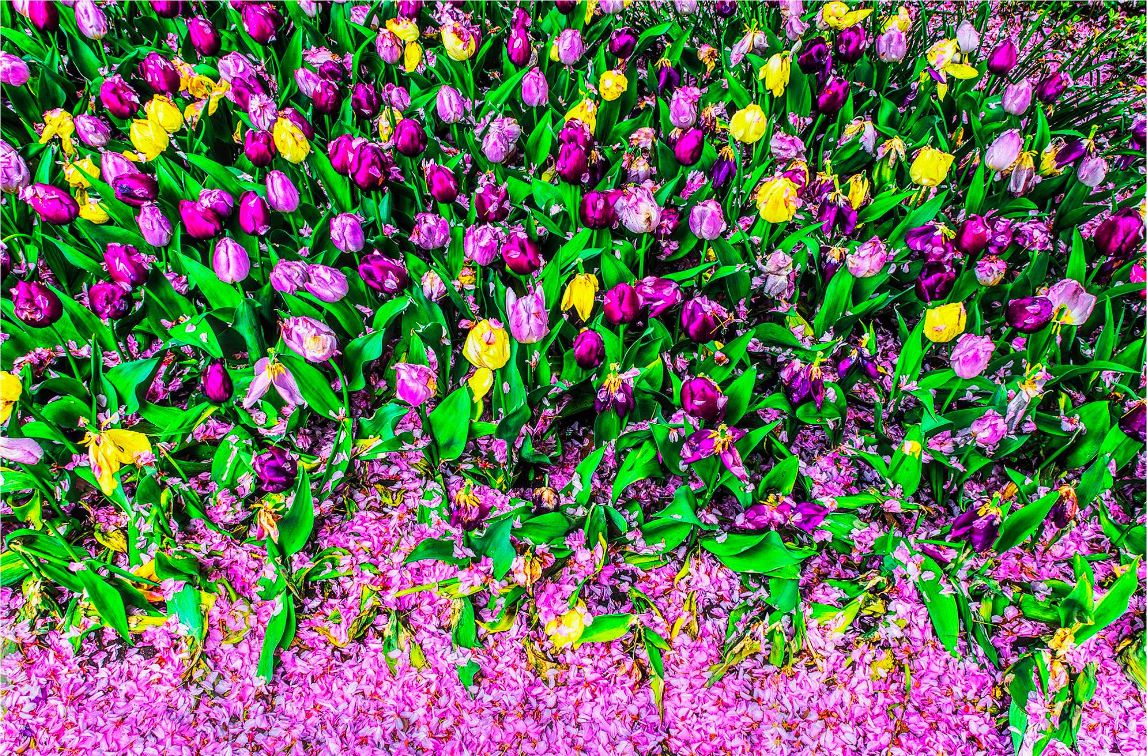 Mitchell Funk Color Photograph – Rote und lila Tulpenblumenblütenblätter