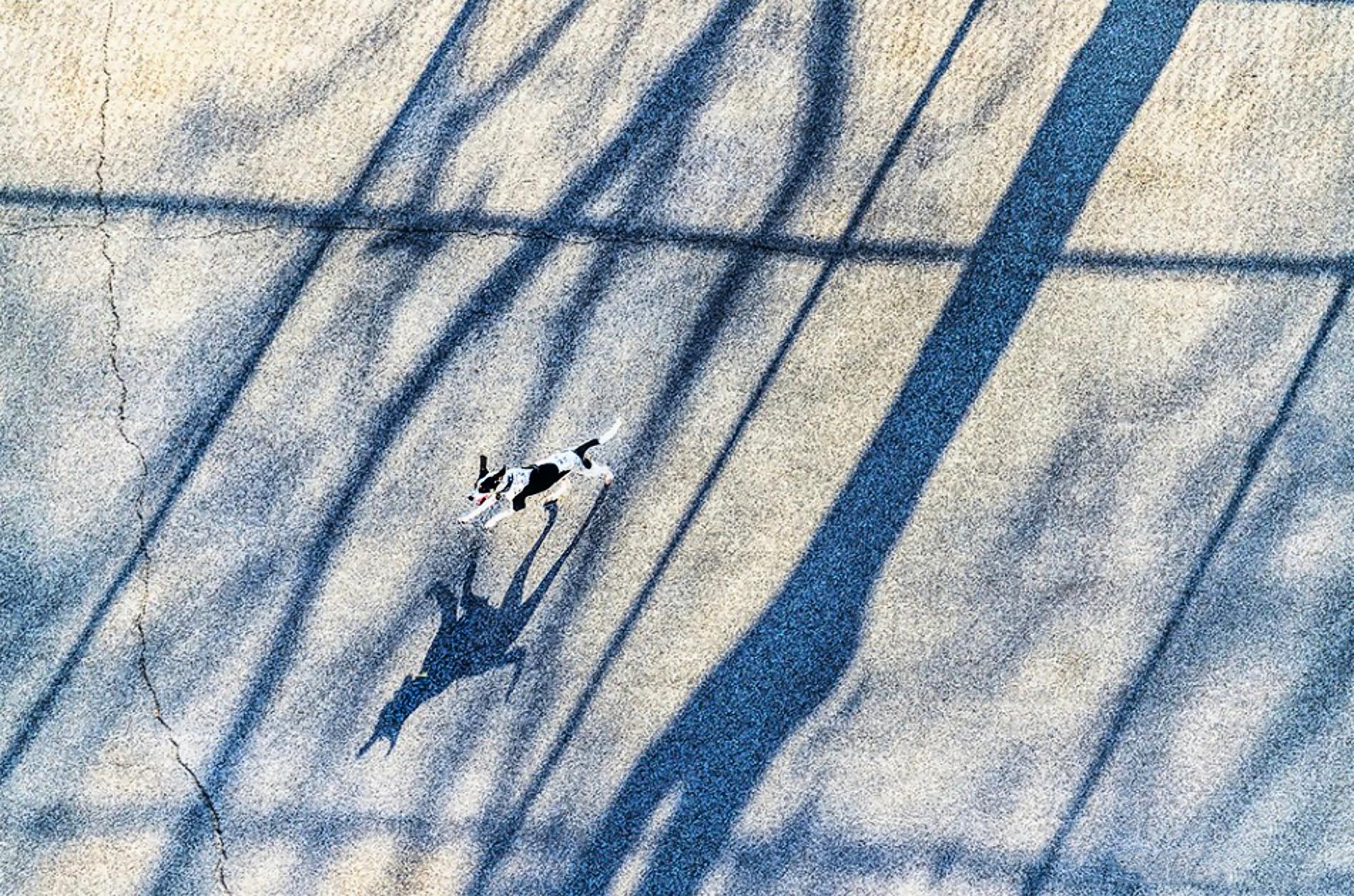Mitchell Funk Landscape Photograph - Running Dog among the Shadows, Neutral Palette 