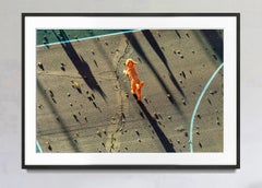 Running Dog in First Light with Long Shadows