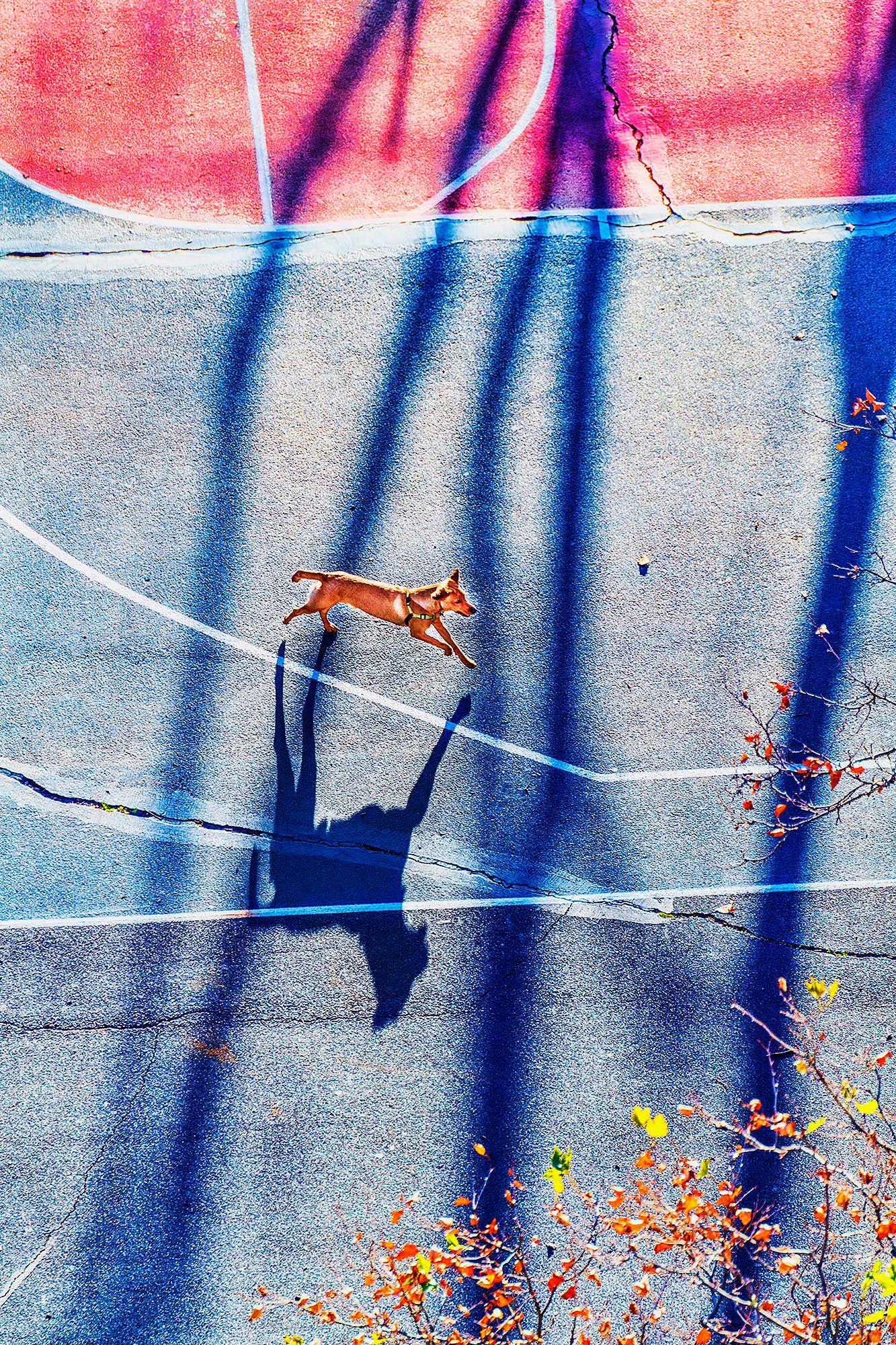 I cani fanno parte del paesaggio della nostra vita, II