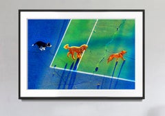 Laufhunde in New York City, frühes Morgenlicht in Blau und Grün geschmückt