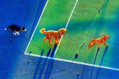 Running Dogs in New York City Early Morning Light adorned in Blues and Greens