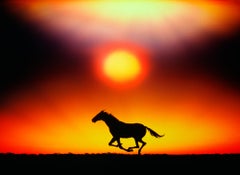 Vintage Running Horse at Sunset - Dave Grusin Album Cover