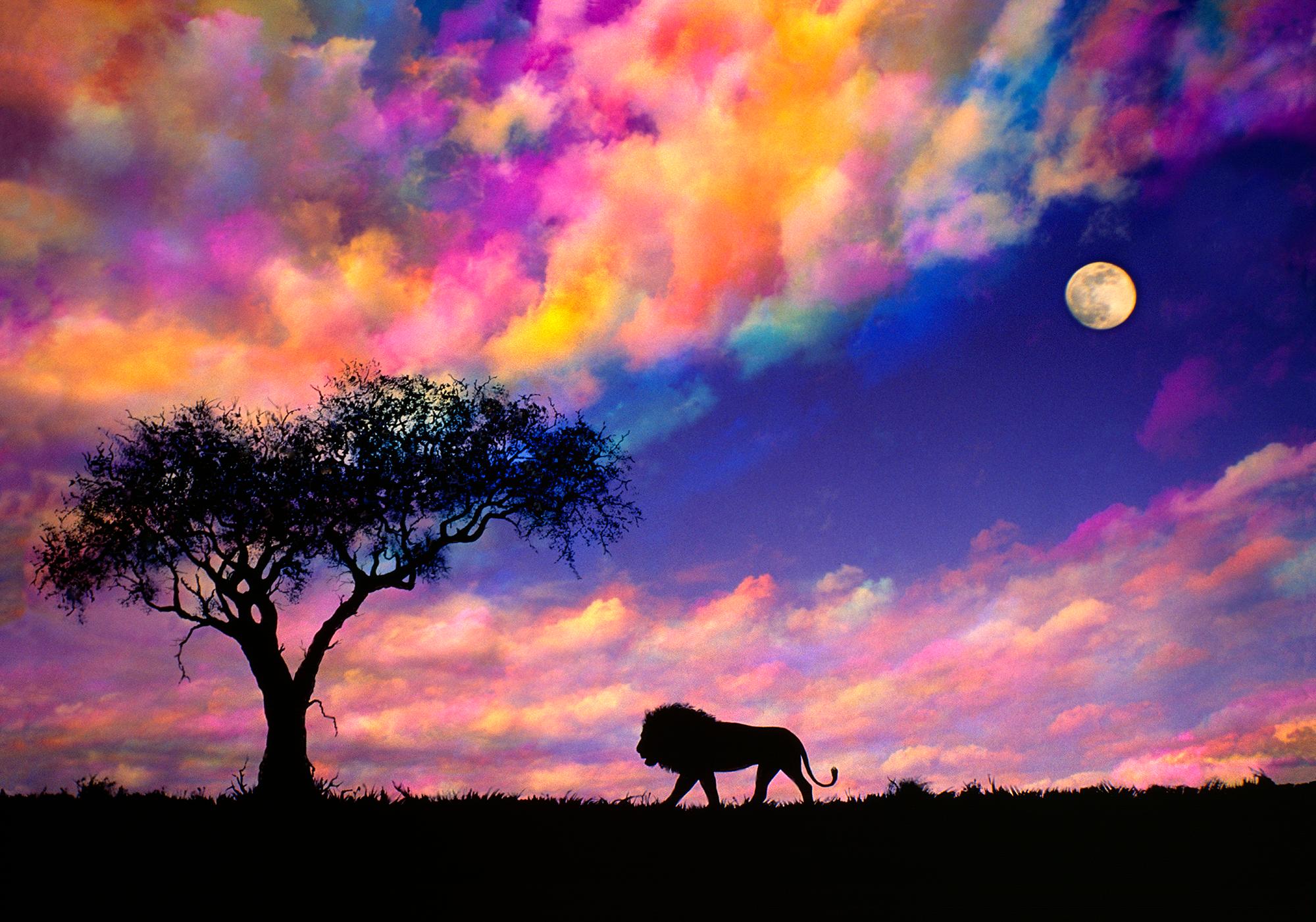 Le lion silhouette sur les vols d'Afrique au coucher du soleil