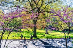 Frühling Frühlingsfahrradfahrer Central Park Frühlingslaub