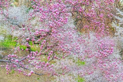 Fioritura primaverile a Central Park, stampa artistica su carta Hahnemühle Baryta