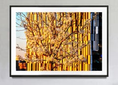 Spring Flowering Tree, Color Fine Art Photography Print, Signed Edition 3/15