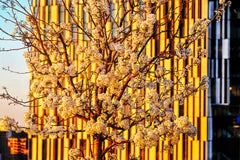 Spring Flowering Tree, Color Fine Art Photography Print, Signed Edition 3/15