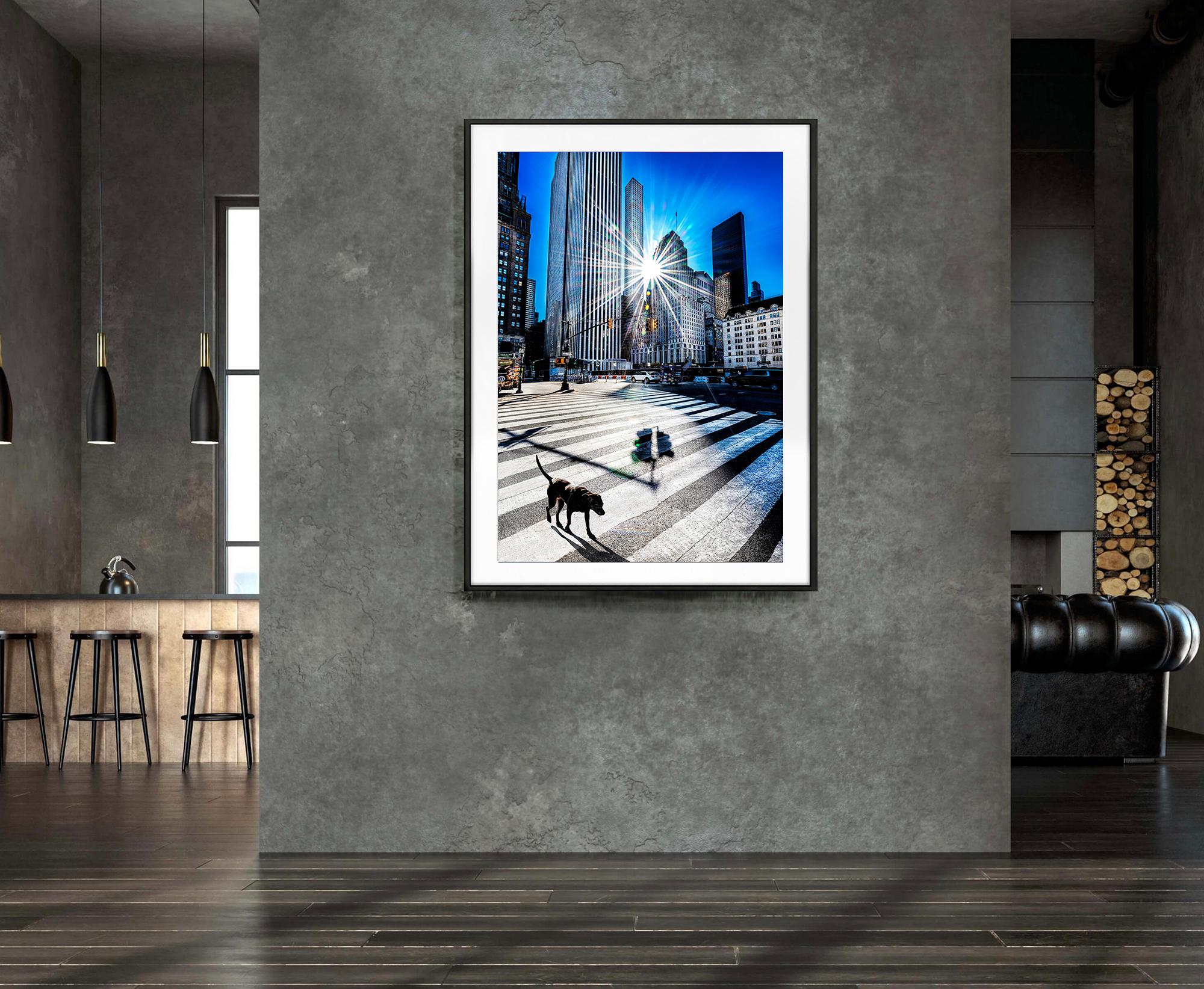 Street Photography- literally.  
Early light explodes through two Manhattan skyscrapers on a crisp winter day to illuminate Central Park South from an oblique angle. A black dog is captured as he casually walks across the street like a human.