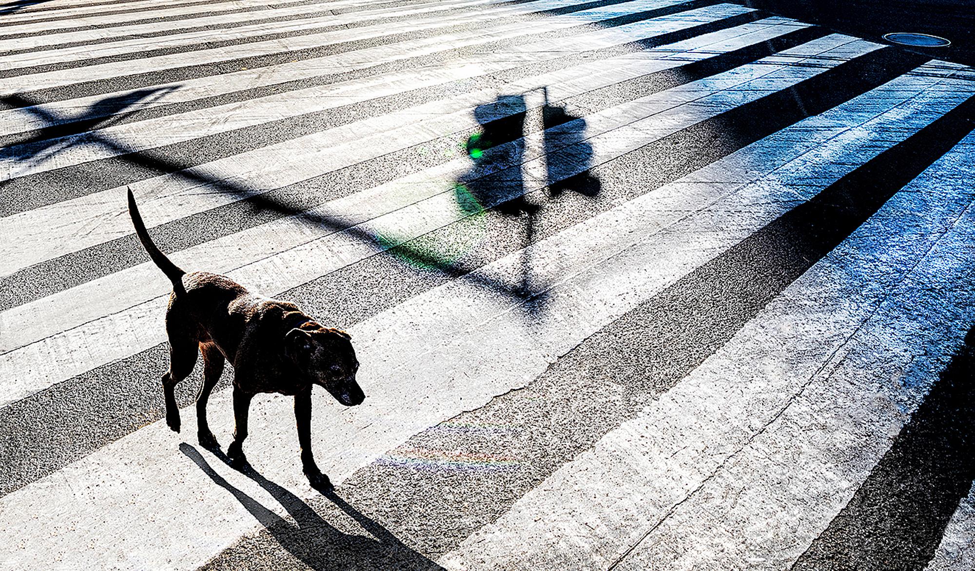 Surreal Black Dog Walks at Central Park with Raking Light: Street Photography For Sale 2