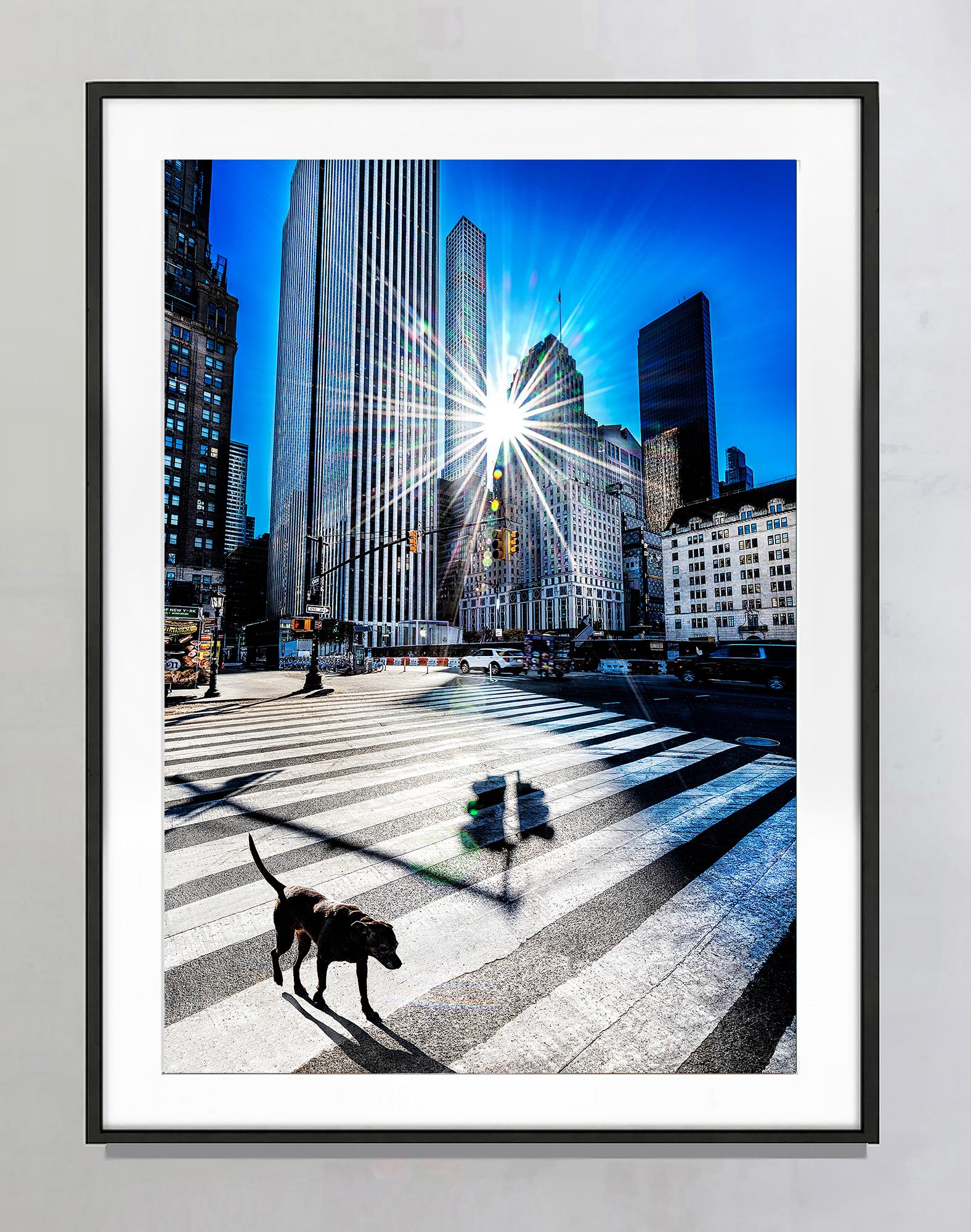 Surreal Black Dog Walks at Central Park with Raking Light: Street Photography For Sale 3