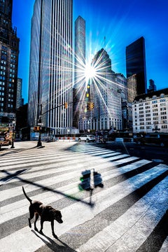 Surreale passeggiata di un cane nero a Central Park con luce radente: Fotografia di strada