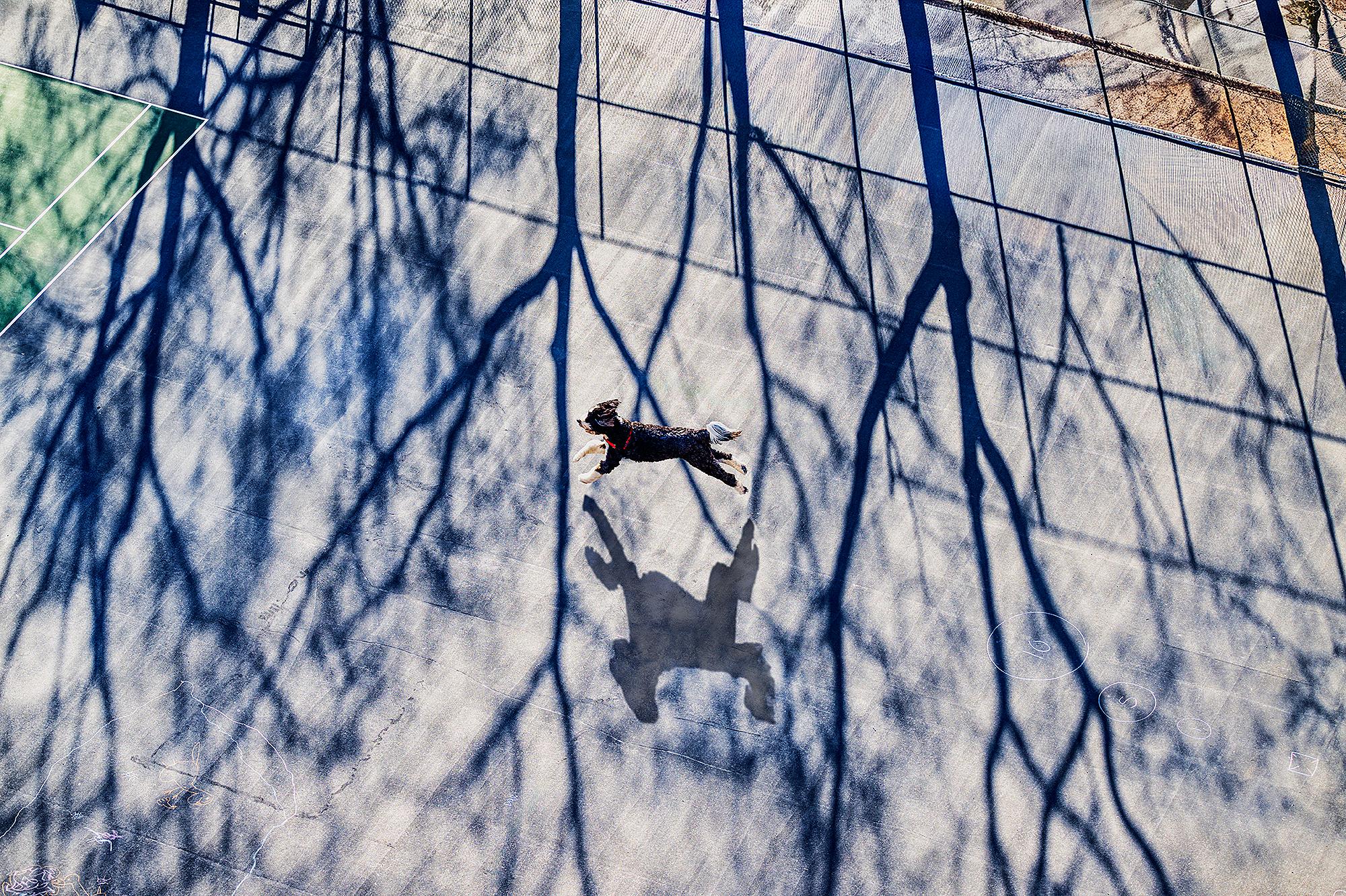 The Dogs of New York